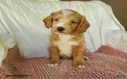 Mini Goldendoodle dogs for sale: Daisy - Image 1