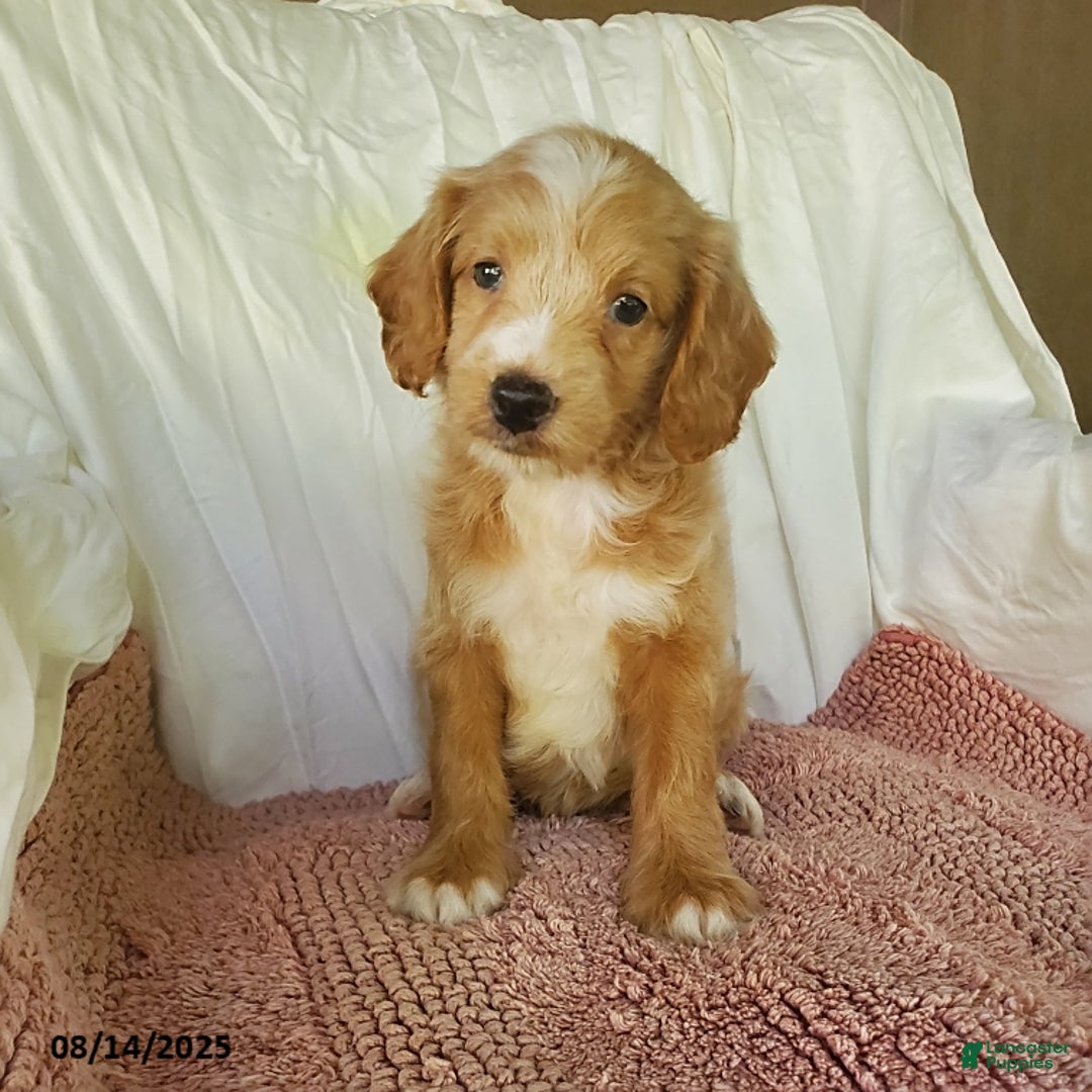 Mini Goldendoodle dogs for sale: Daisy - Image 1