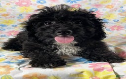 Cavapoo dogs for sale: Alberto - Image 6