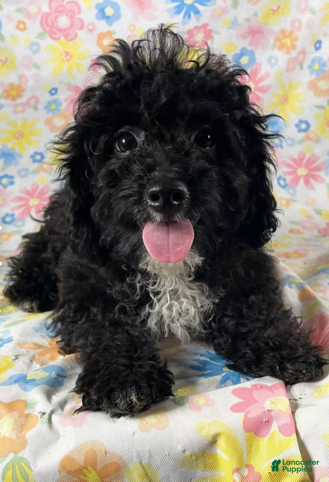 Cavapoo dogs for sale: Alberto - Image 6
