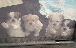 Shihpoo dogs for sale: Beamer - Image 2
