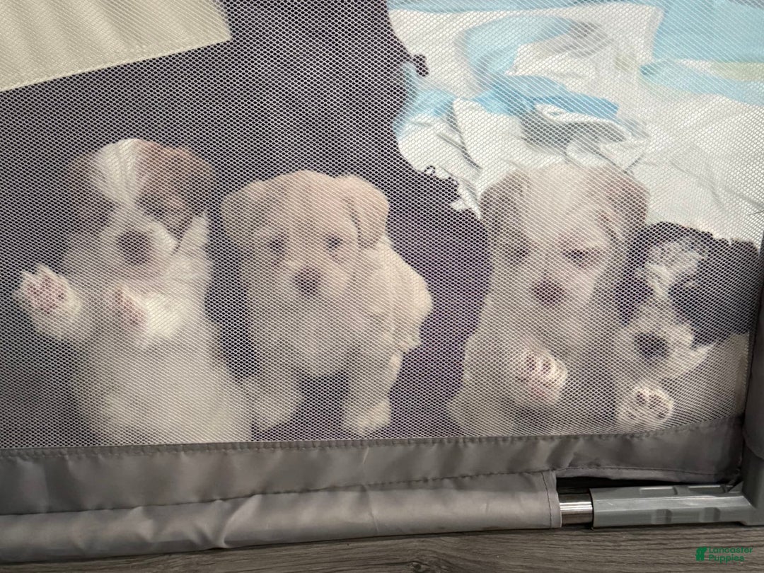 Shihpoo dogs for sale: Beamer - Image 2
