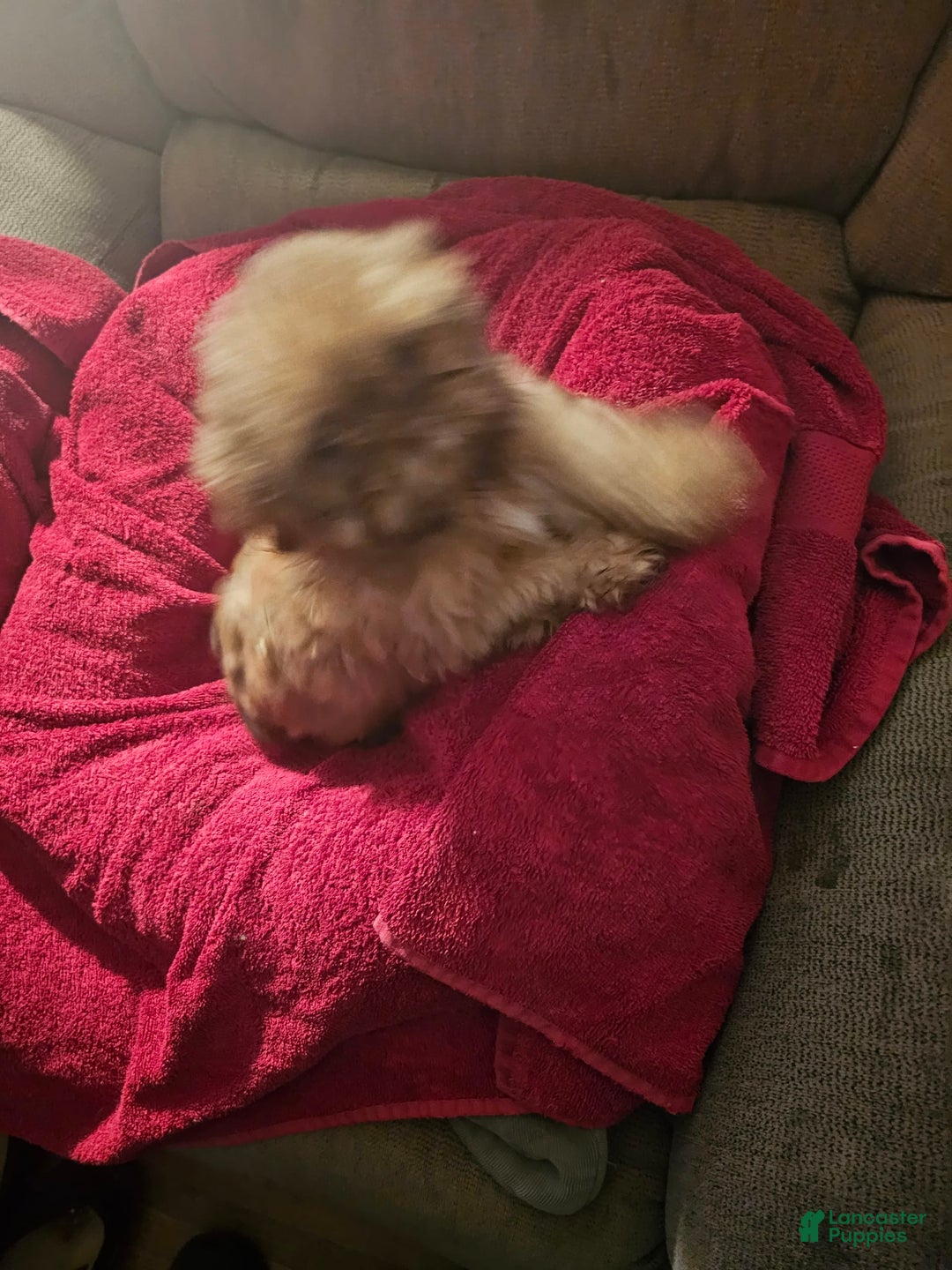 Shih Tzu dogs for sale: Not Named Yet - Image 13