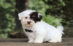 Havanese dogs for sale: Hayes - Image 5