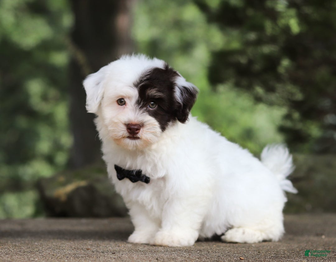 Havanese dogs for sale: Hayes - Image 5