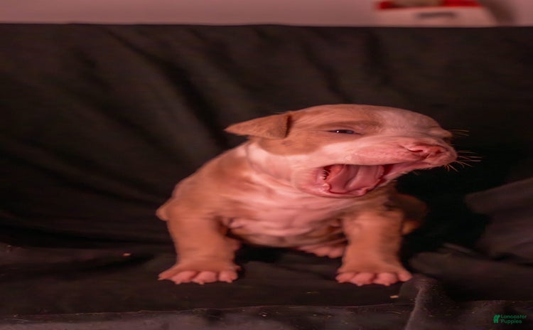 American Bully dogs for sale - Ad 2