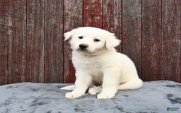 Great Pyrenees dogs for sale: Lucy - Image 1