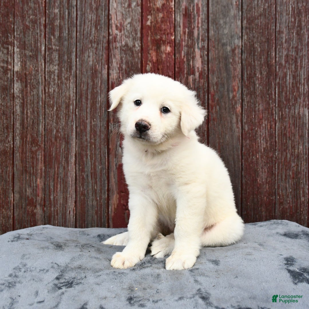 Great Pyrenees dogs for sale: Lucy - Image 1