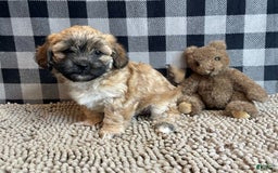 Teddy Bear dogs for sale: Sammy - Image 1