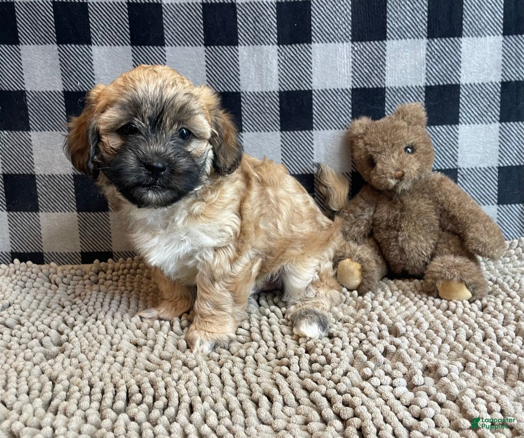 Teddy Bear dogs for sale: Sammy - Image 1