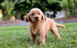 Golden Retriever dogs for sale: Indy - Image 7