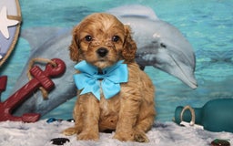 Cavapoo dogs for sale: Phoenix - Image 35