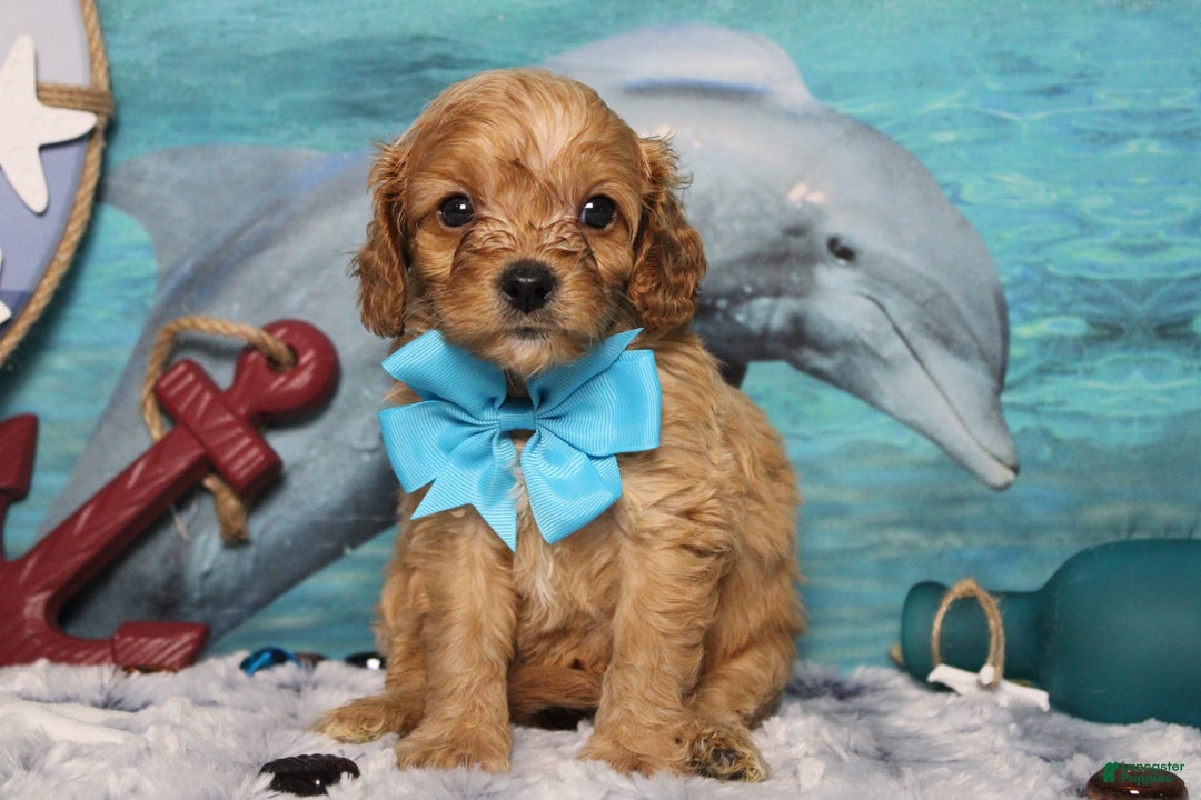 Cavapoo dogs for sale: Phoenix - Image 35