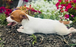Jack Russell Terrier dogs for sale: Lilly - Image 5