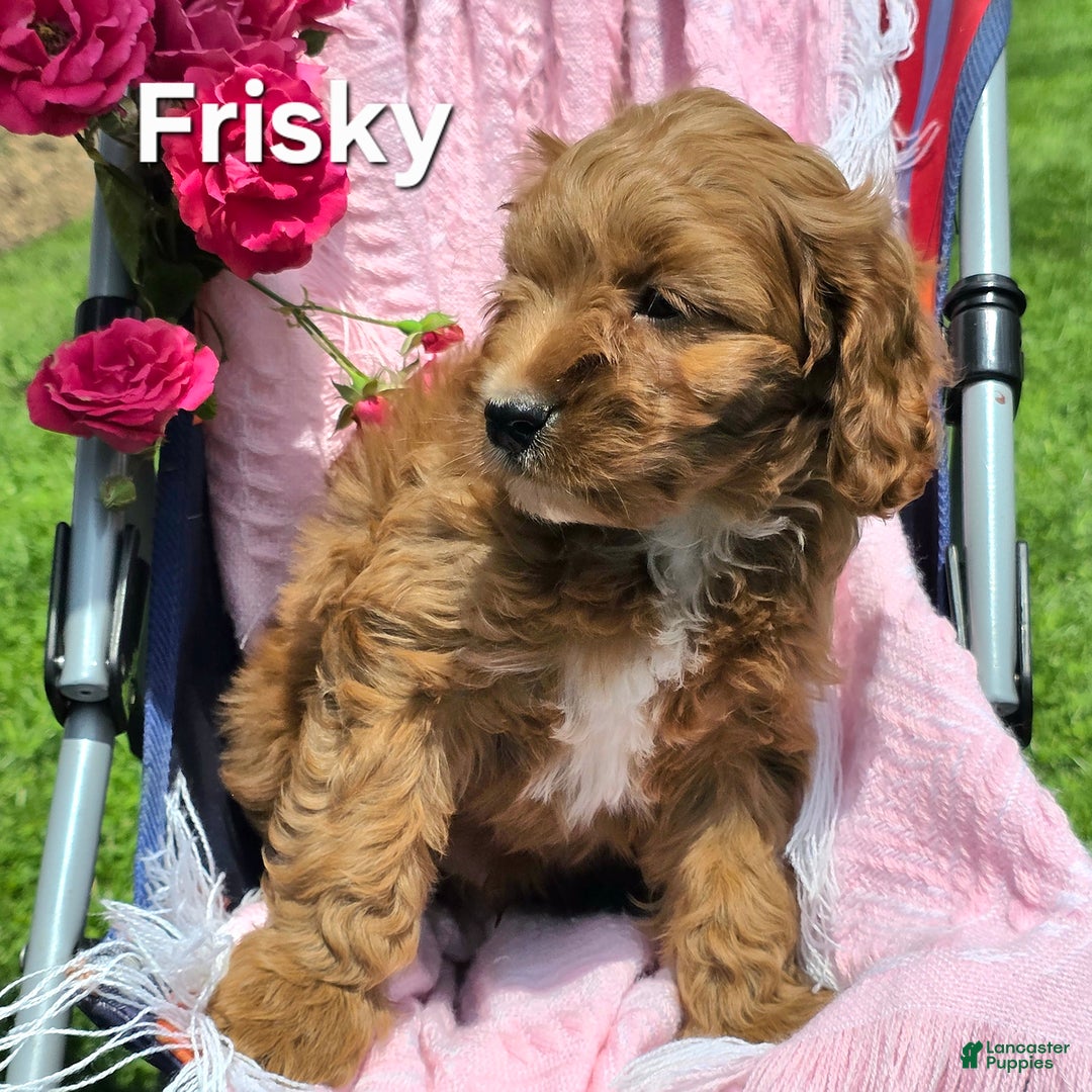 Cavapoo dogs for sale: Frisky - Image 2