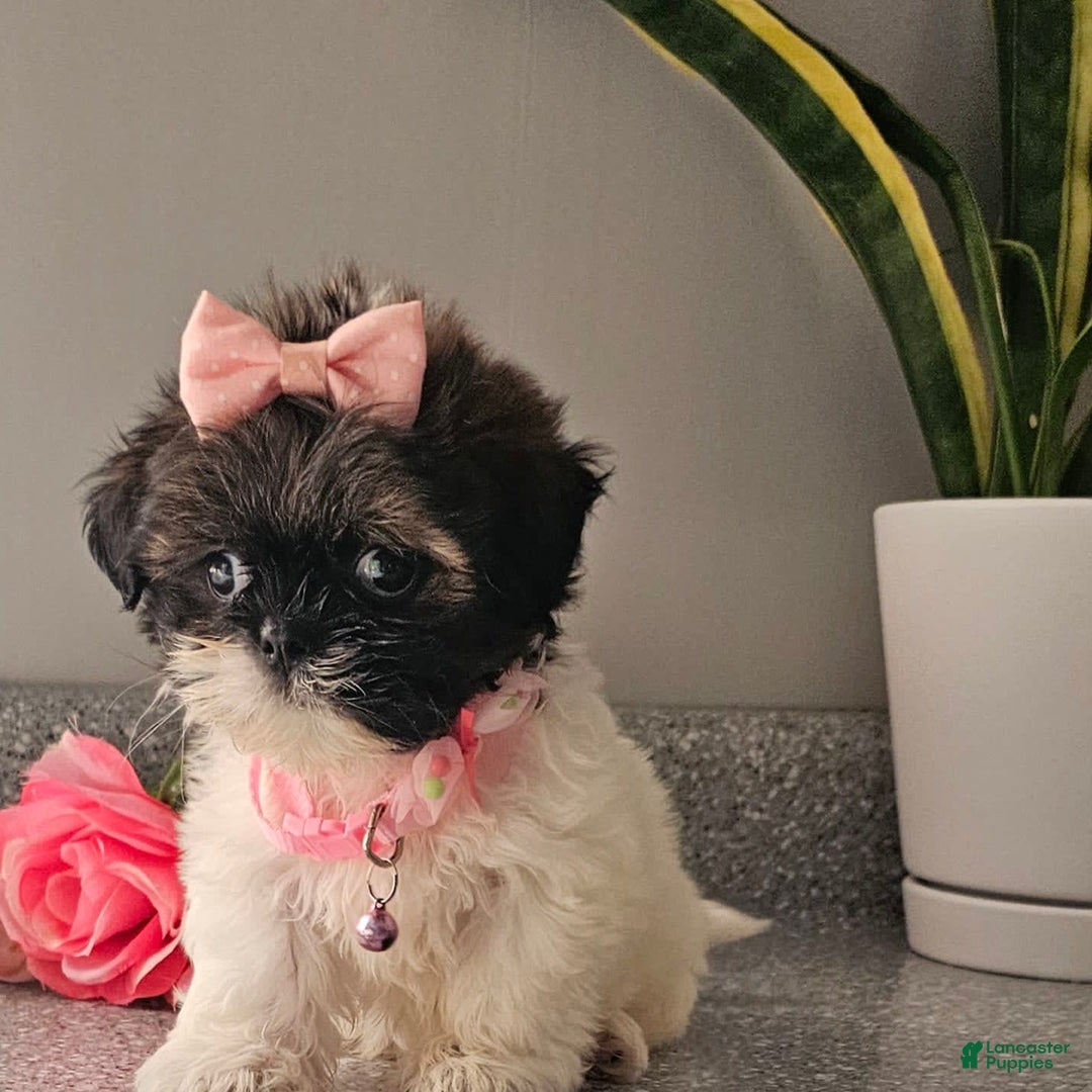 Shih Tzu dogs for sale: Tiny Tiff ❤️ - Image 25