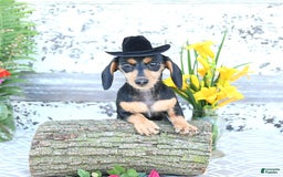 Miniature Dachshund dogs for sale: Cola - Image 5