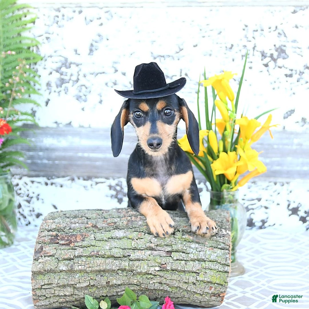 Miniature Dachshund dogs for sale: Cola - Image 5