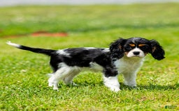 Cavalier King Charles Spaniel dogs for sale: Nila - Image 4