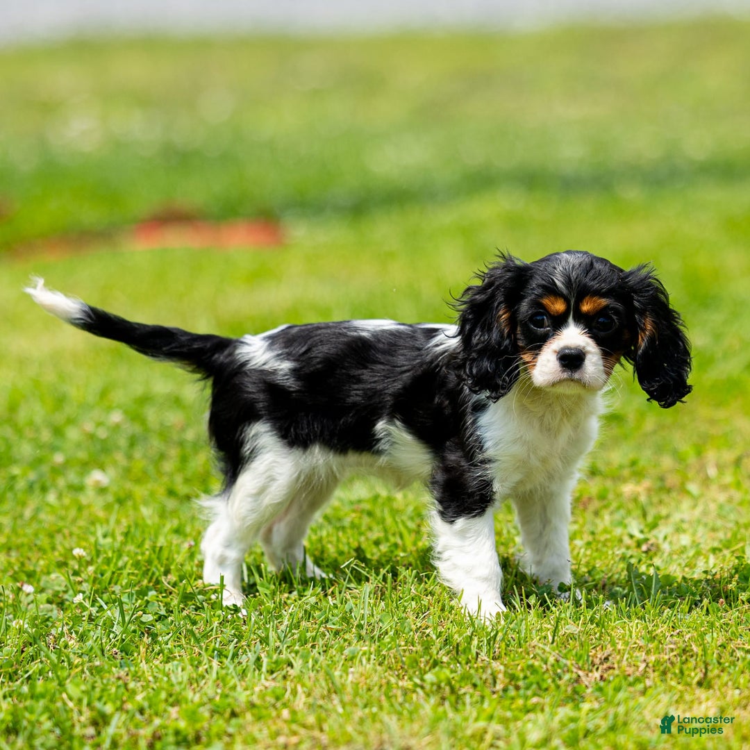 Cavalier King Charles Spaniel dogs for sale: Nila - Image 4