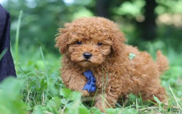 Miniature Poodle dogs for sale: Ripley - Image 11