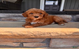 Mini Goldendoodle dogs for sale: Beck F1b - Image 3