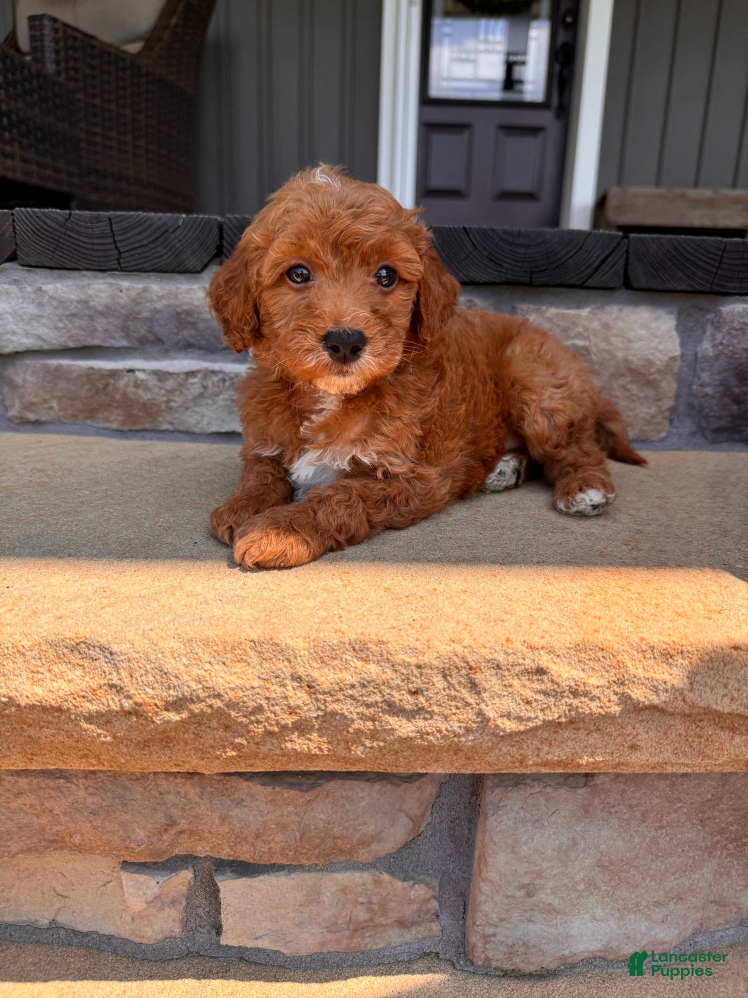 Mini Goldendoodle dogs for sale: Beck F1b - Image 3
