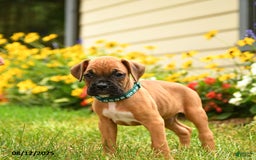 Boxer dogs for sale: Sequoia - Image 4