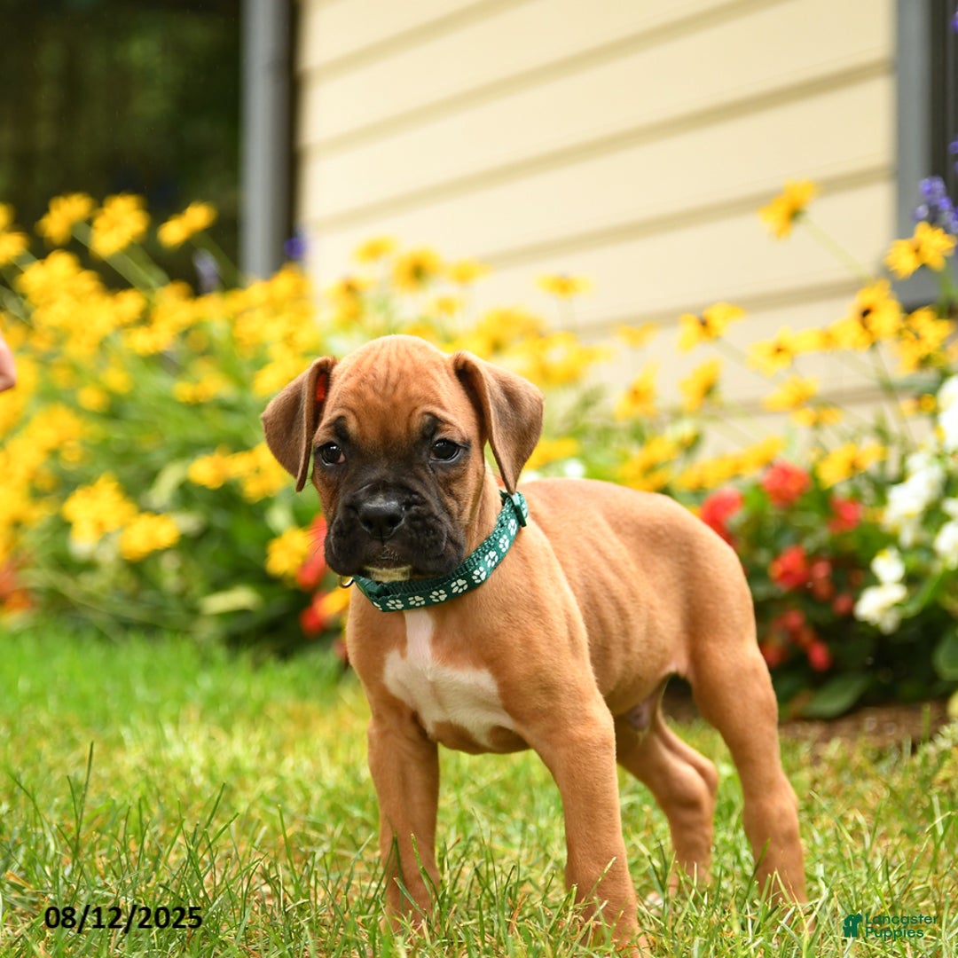 Boxer dogs for sale: Sequoia - Image 4