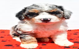 Mini Bernedoodle dogs for sale: Roscoe - Image 1