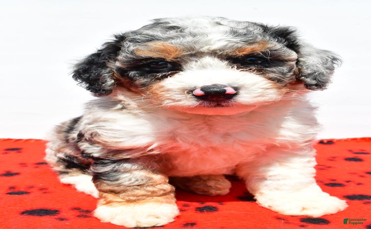 Mini Bernedoodle dogs for sale - Ad 4