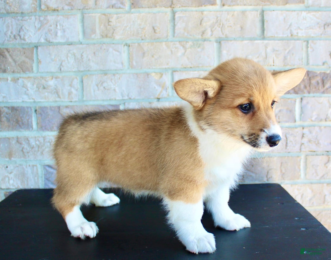 Welsh Corgi Pembroke dogs for sale: Ana - Image 3