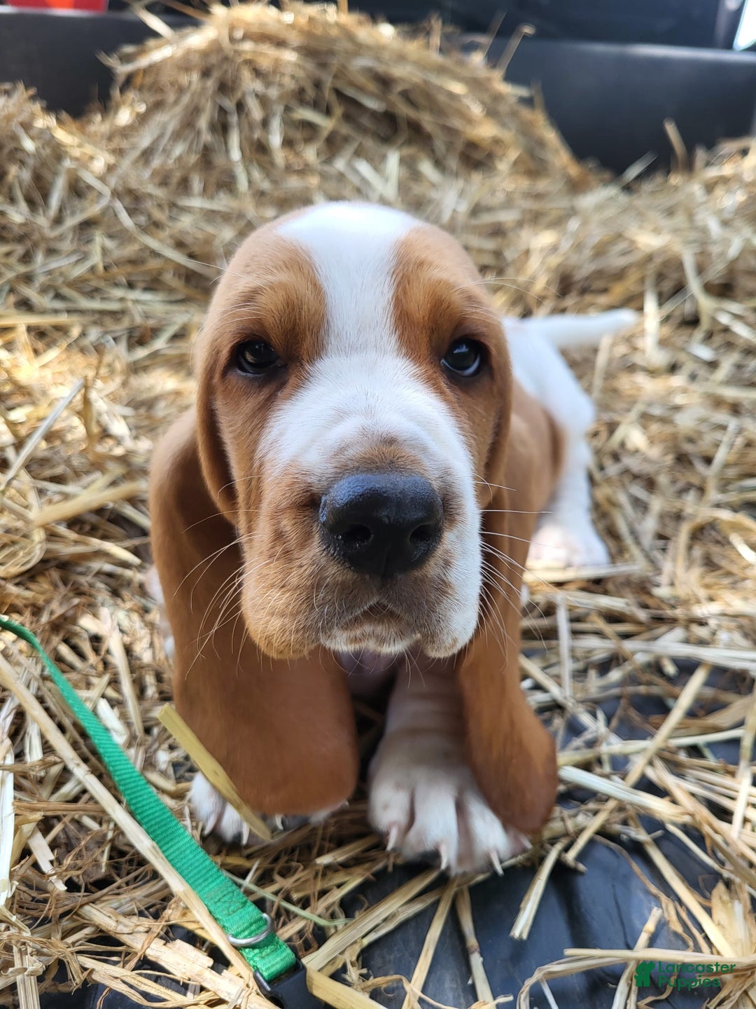 Basset Hound dogs for sale: Buster - Image 3