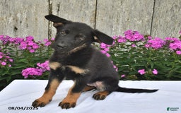 German Shepherd dogs for sale: Megan - Image 4