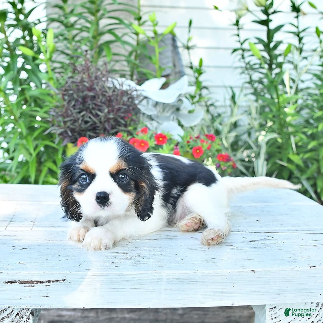 Cavalier King Charles Spaniel dogs for sale: Cody - Image 10