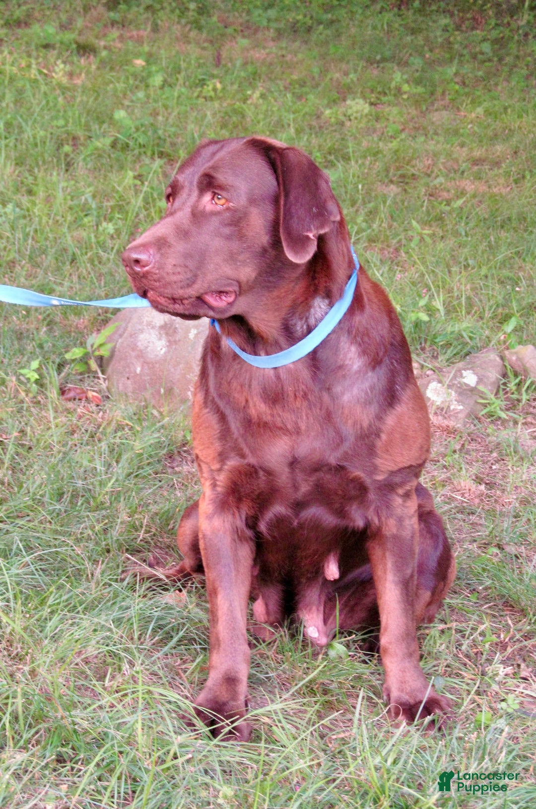 Labrador Retriever dogs for sale: Remington - Image 11