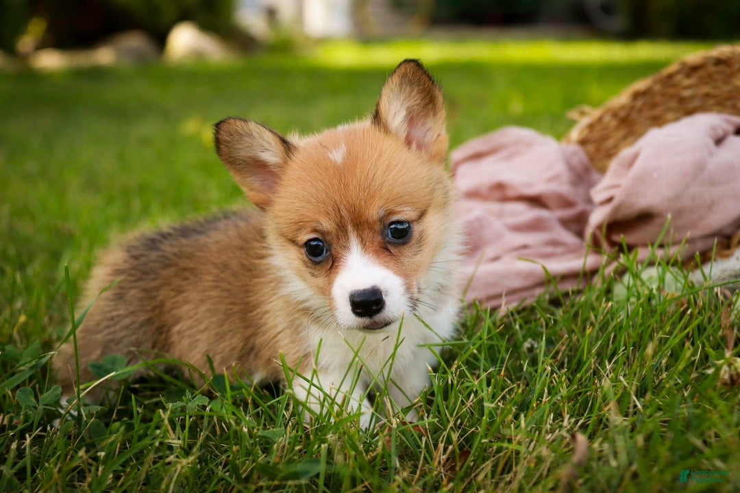Welsh Corgi Pembroke dogs for sale: Macaroon - Image 2