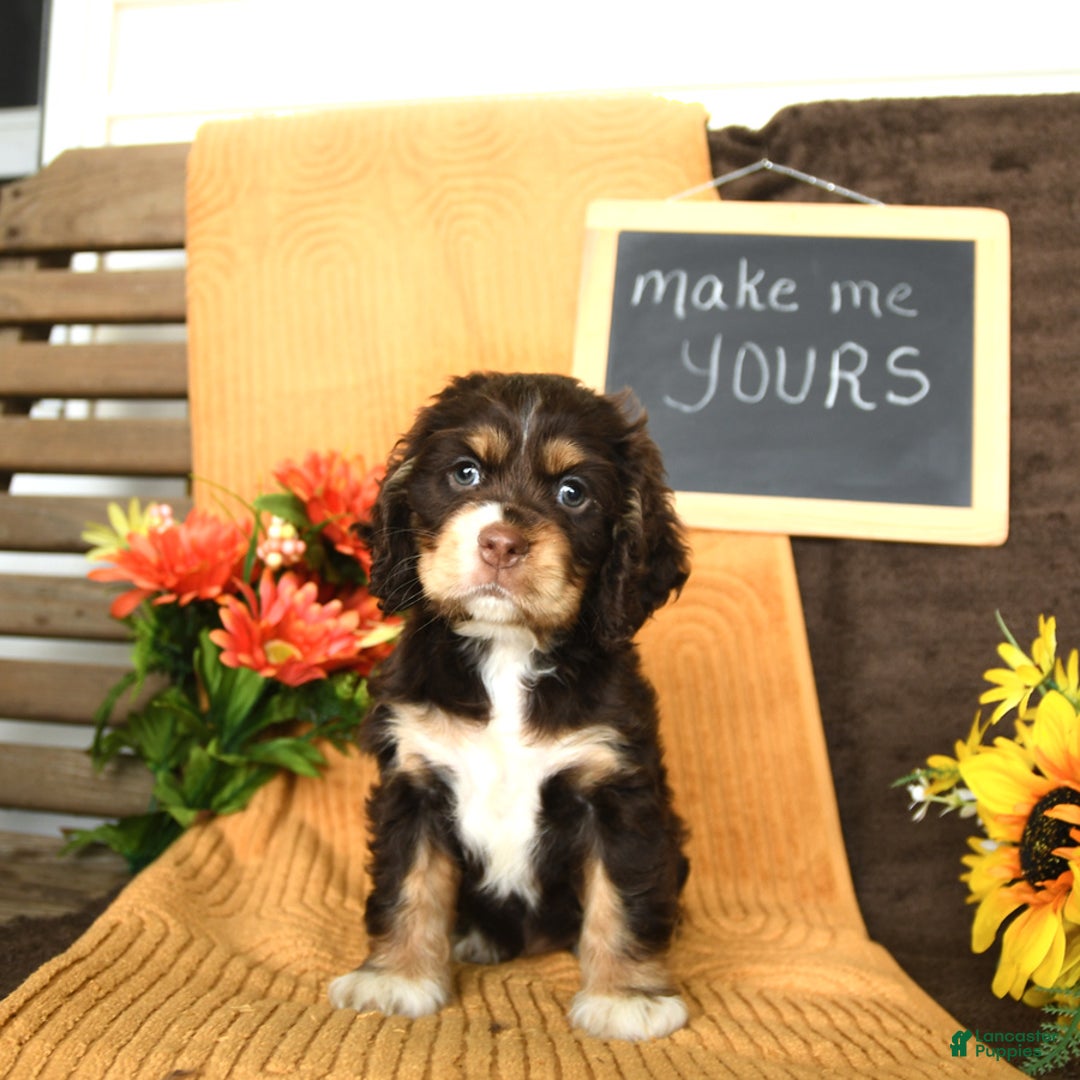 Cocker Spaniel dogs for sale: Pippi - Image 1