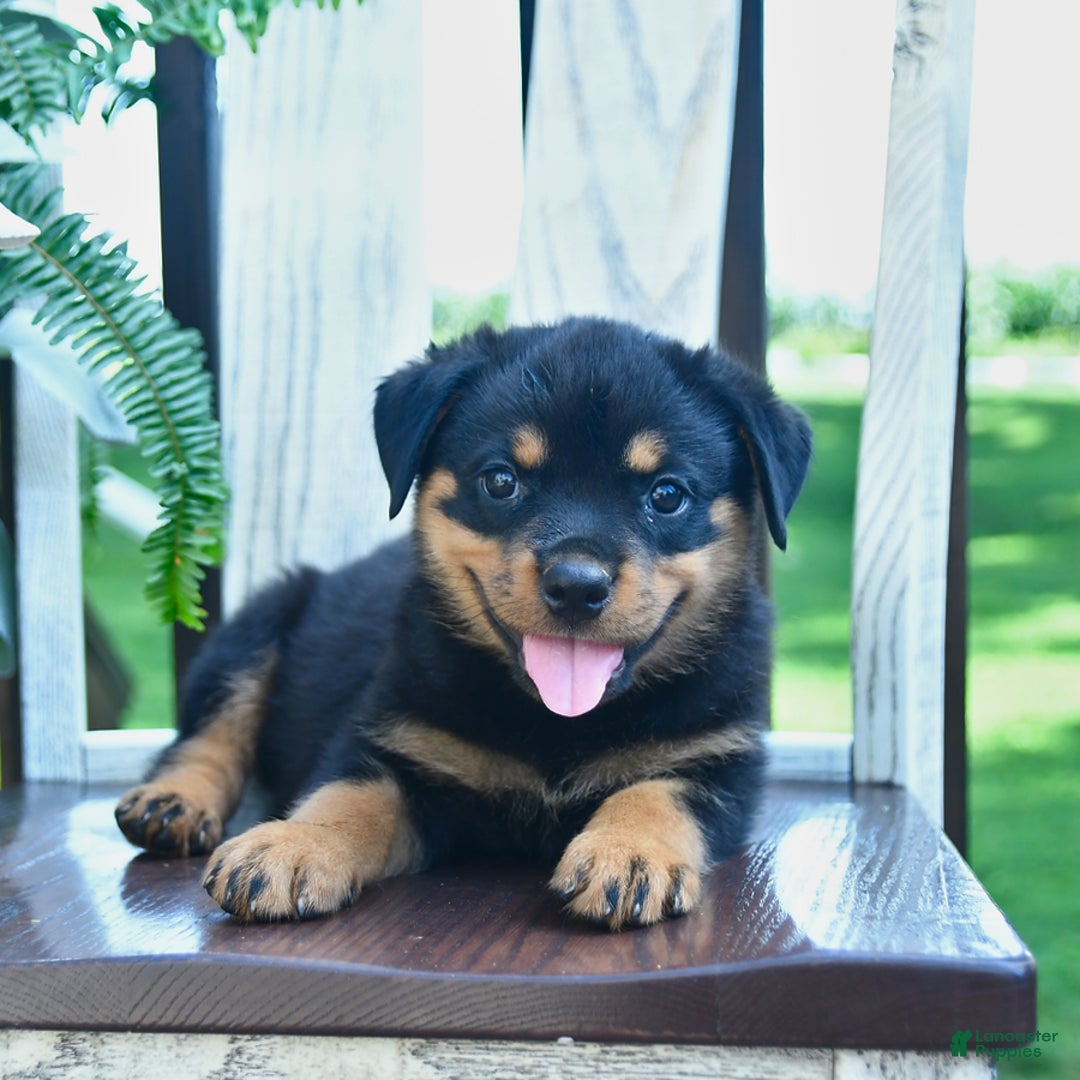 Rottweiler dogs for sale: Pearl - Image 2