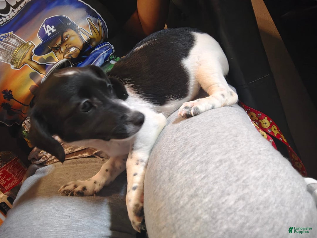 Jack Russell Terrier dogs for sale: Girl Black And White - Image 3