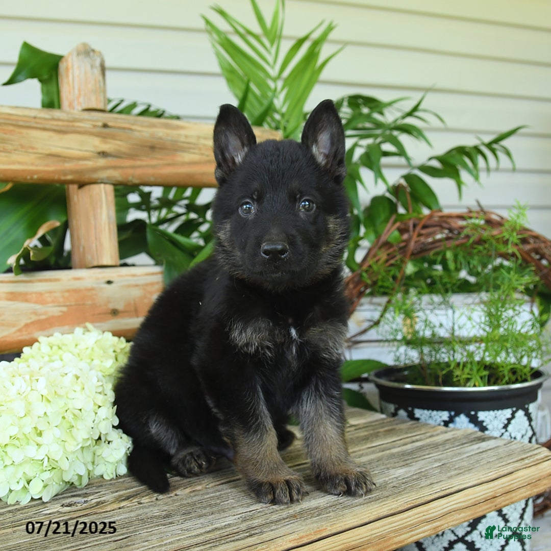 German Shepherd dogs for sale: Midnight - Image 2