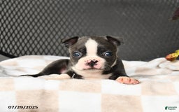 Boston Terrier dogs for sale: Jasper - Image 5
