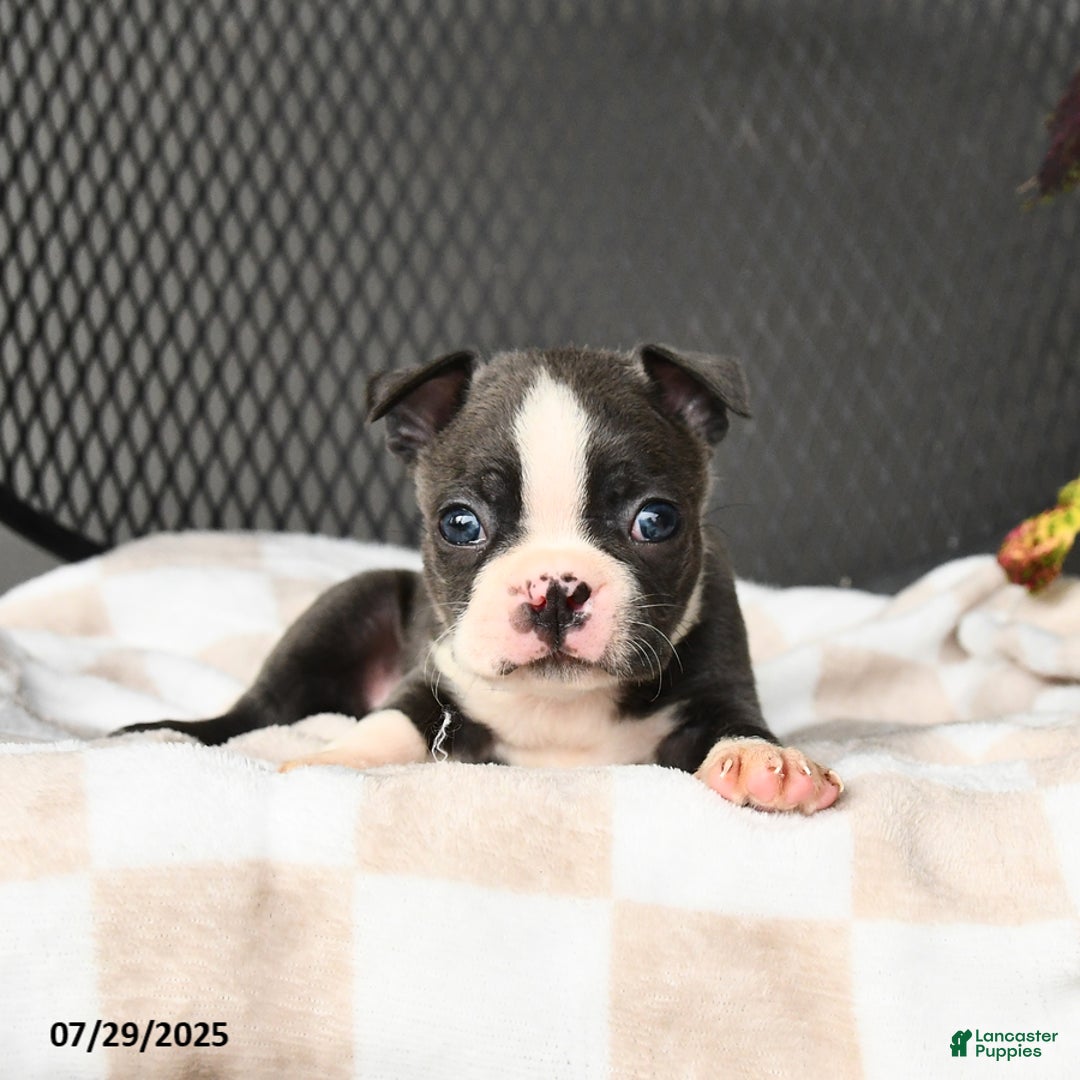 Boston Terrier dogs for sale: Jasper - Image 5