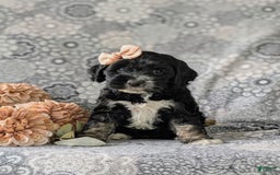 Cockapoo dogs for sale: Charlena - Image 2