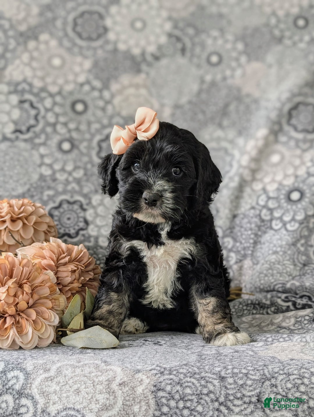 Cockapoo dogs for sale: Charlena - Image 2