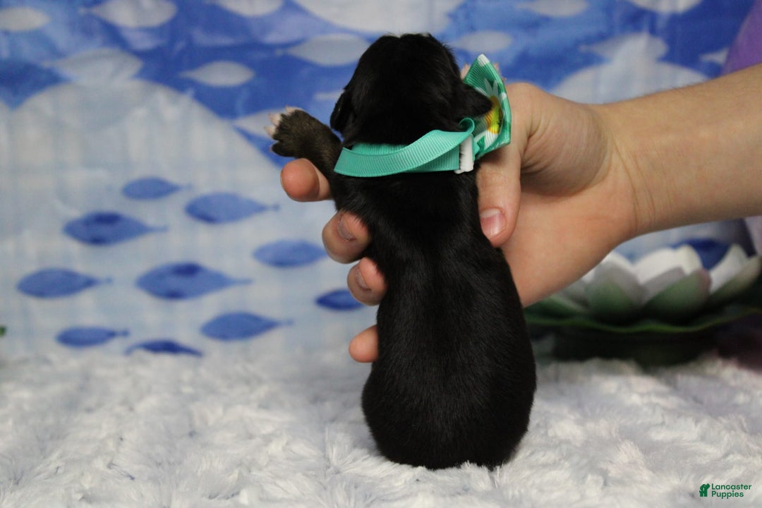 Bernese Mountain Dog dogs for sale: Cherrio - Image 7
