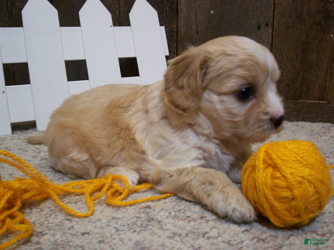 Cavachon dogs for sale: Dexter - Image 14