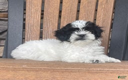 Shih Tzu dogs for sale: Teddy - Image 2