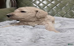 Standard Poodle dogs for sale: Biscuit - Image 3