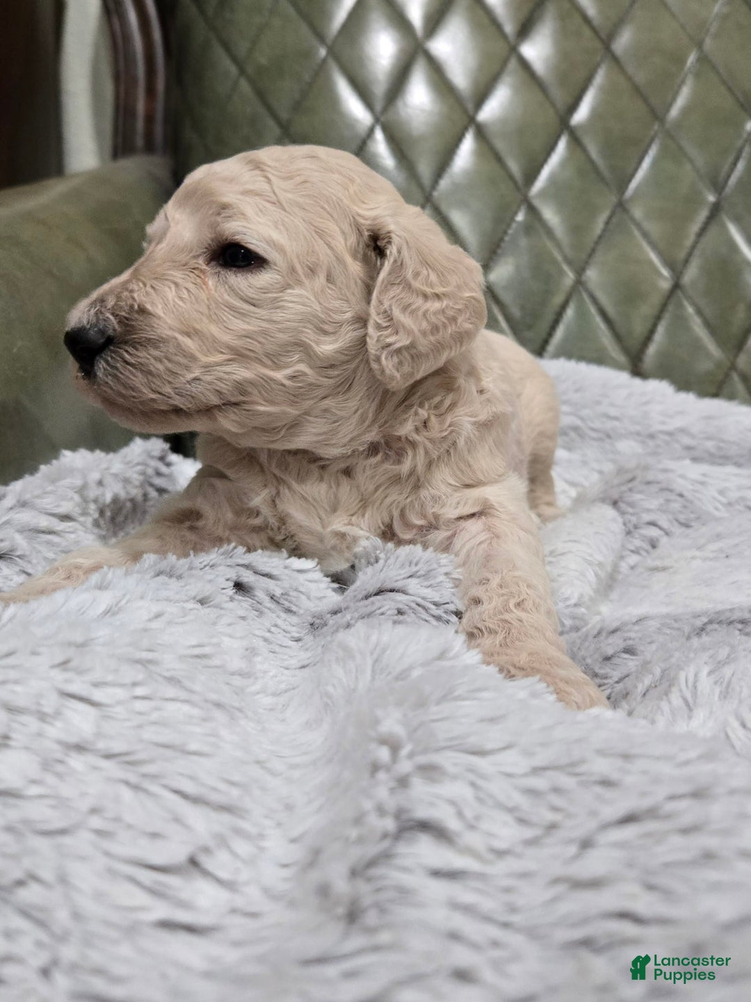 Standard Poodle dogs for sale: Biscuit - Image 3